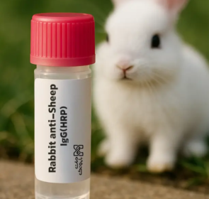 آنتی بادی خرگوش ضد IgG گوسفند کونژوگه HRP